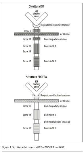 perdita di peso gleevec gist